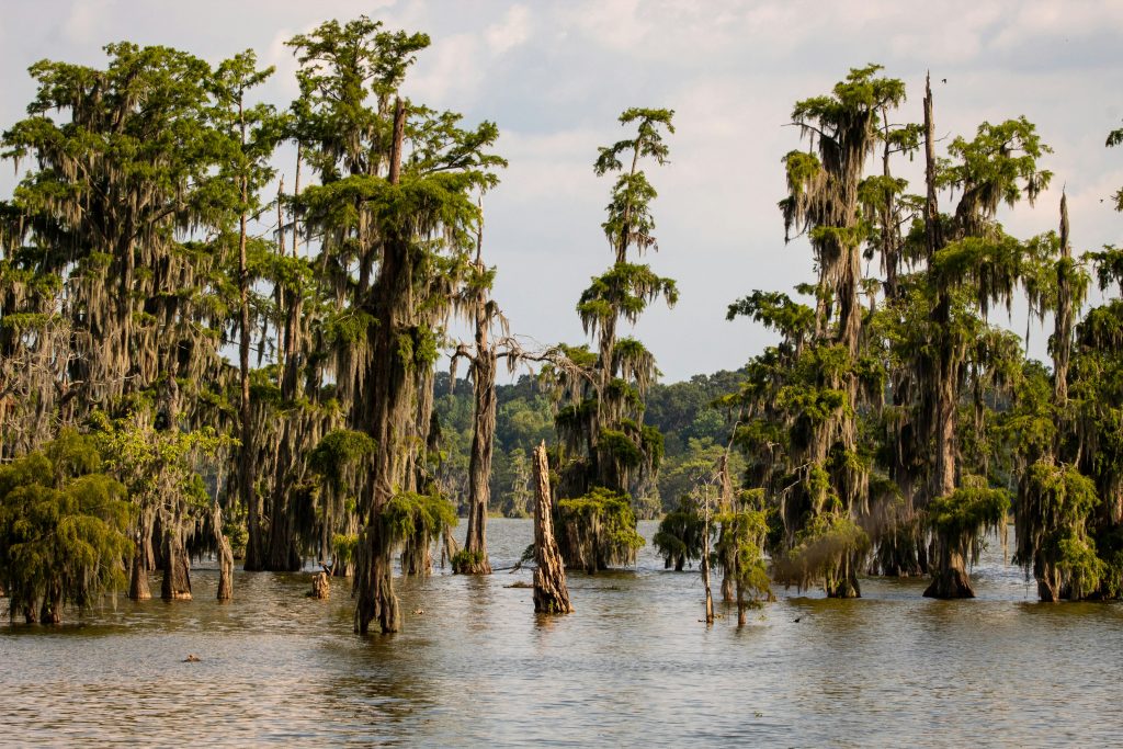 Picture of the Louisiana swamp in Breaux Bridge